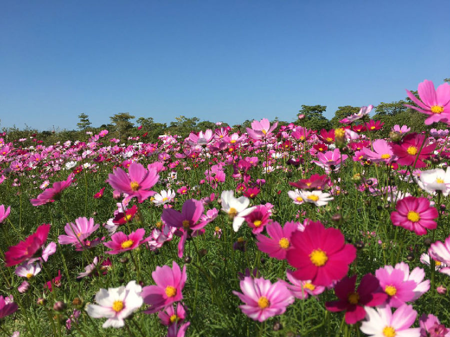 從化寶趣風(fēng)車封面圖