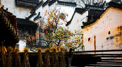 【秋日婺語-曬秋季】<婺源篁嶺曬秋、偉人故里江灣古鎮(zhèn)、小橋流水人家李坑、景德鎮(zhèn)五天高鐵團(tuán)>