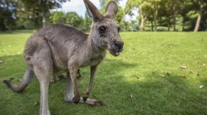 景點(diǎn)：袋鼠