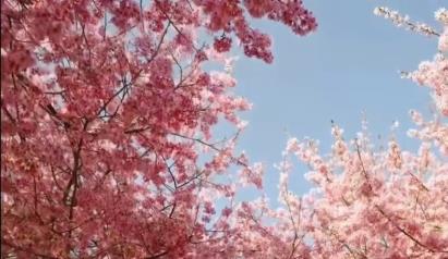 景點:漳平永福櫻花