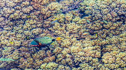 【皇牌玩家】<奧克蘭、羅托魯亞、基督城、蒂卡波、庫(kù)克山、瓦納卡>新西蘭南北島10天繽紛夢(mèng)幻之旅