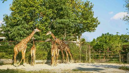 【C線】<廣州長隆野生動物世界、歡樂世界二天四星團(tuán)>