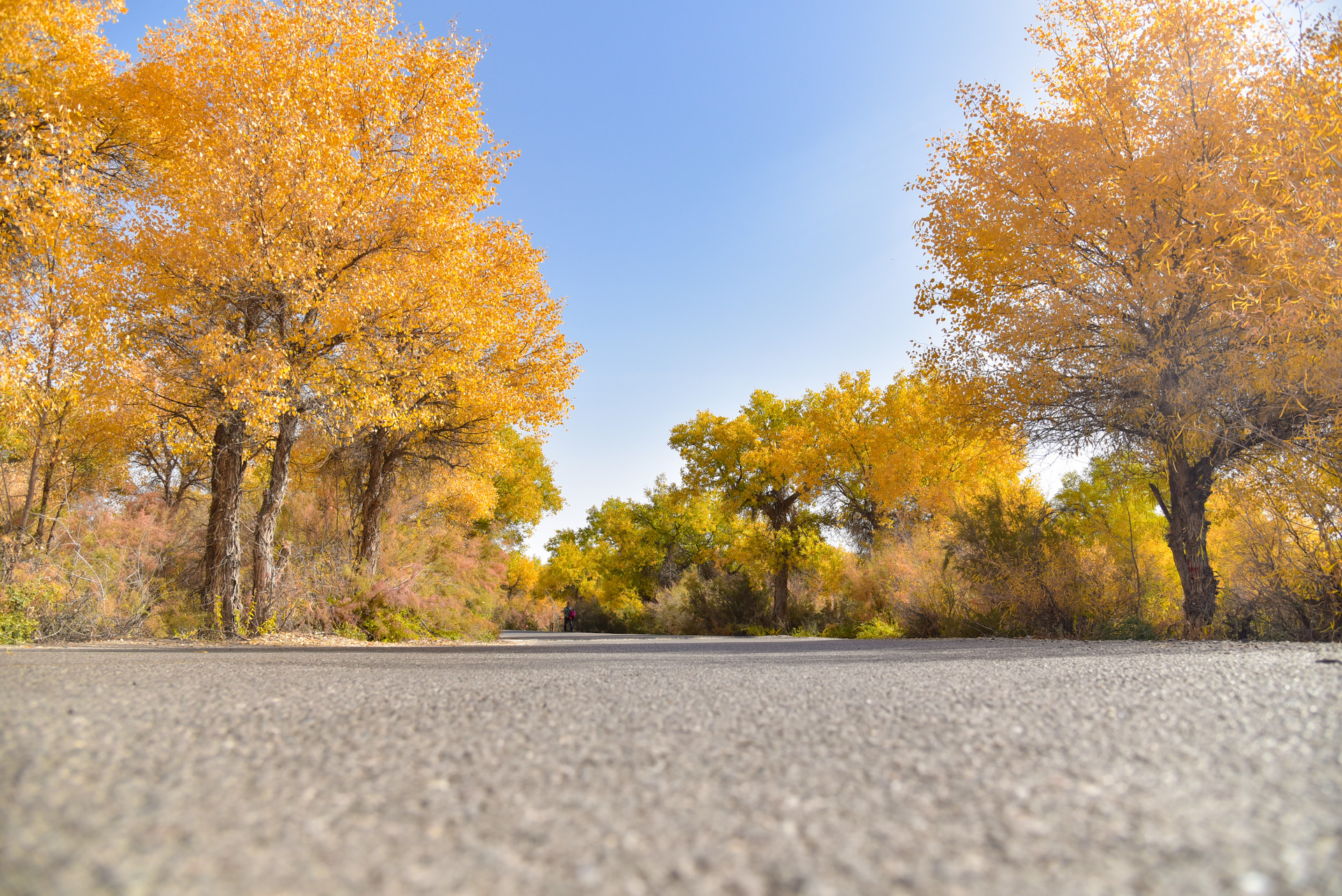 輪臺(tái)胡楊林封面圖