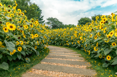 景點(diǎn)：向日葵