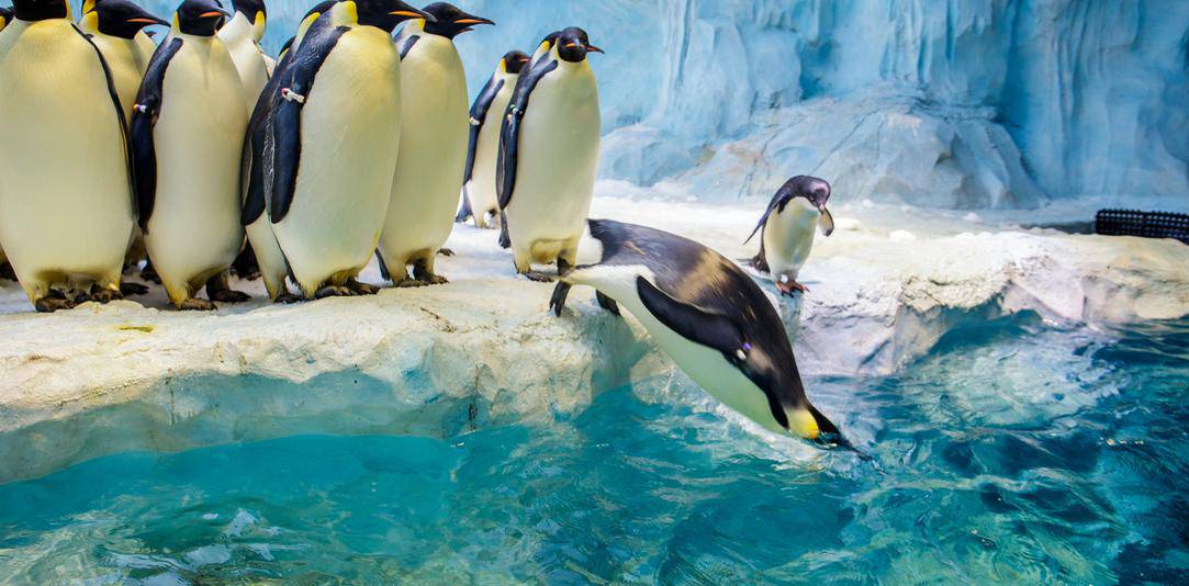 長隆企鵝館封面圖