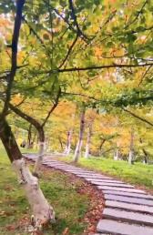 景點：南雄銀杏